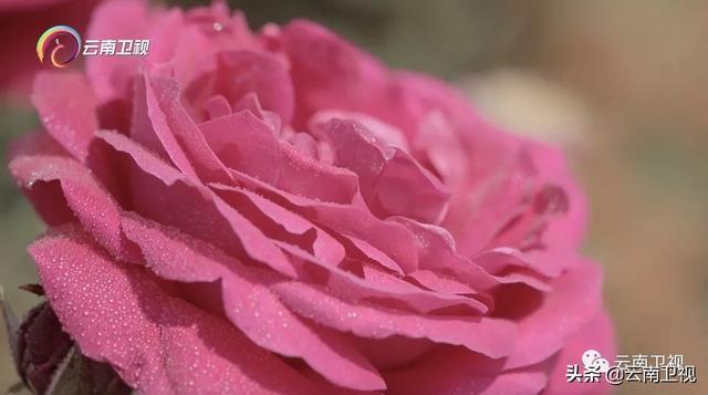 《味道云南》第二季 第九集 “云花之味” 云南卫视今晚21:30播出！