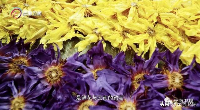 《味道云南》第二季 第九集 “云花之味” 云南卫视今晚21:30播出！