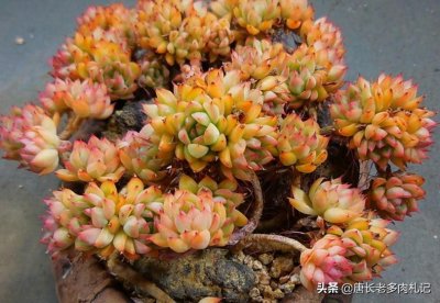 ​多肉女雏易群生易爆盆，也容易出状态，但有几个养护要点需要注意