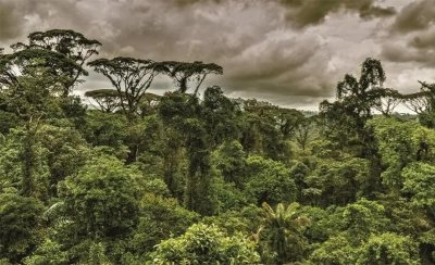 ​虎年说虎系列（1）热带之殇，远去的印支虎