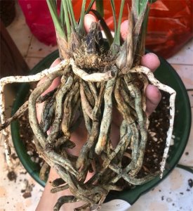 ​恶霉灵很适合兰花使用，用对方法，兰花一年不生病