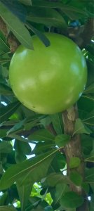 ​带你去了解一下炮弹果