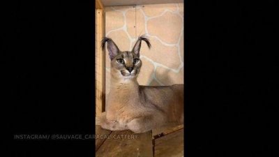 ​秒看世界丨可爱预警！俄罗斯狞猫靠两只耳朵“出道”成“网红”