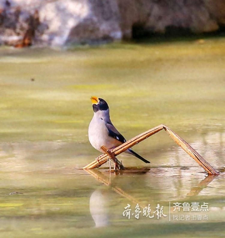 快来欣赏泉城公园里的蜡嘴雀