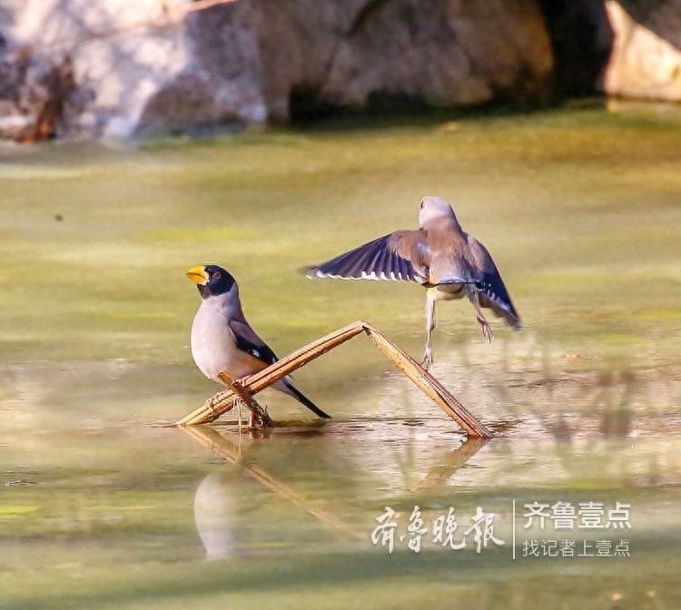 快来欣赏泉城公园里的蜡嘴雀