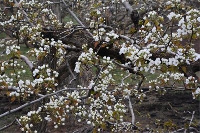 ​@赏花人，什川梨花这个时间进入盛花期