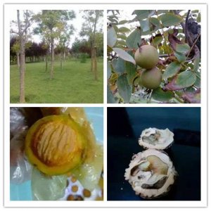 ​猴头手串不怕汗，夏天最适合盘玩的手串之一，盘玩十年会变成这样