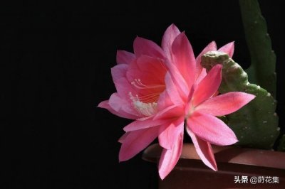 ​令箭荷花易繁殖好养，花朵美丽鲜艳，姿态奇异高雅，阳台点缀佳品