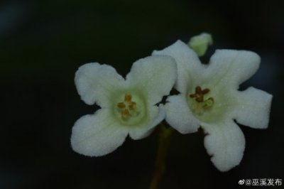 ​阴条岭发现国家重点二级保护野生植物香果树