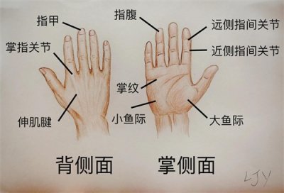 ​手被割伤了要紧吗：图解日常手部外伤