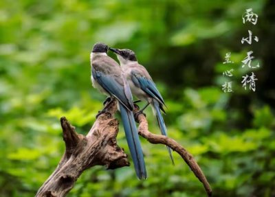 ​你不一定了解的灰喜鹊：颜值与智商并存，拉帮结派还会欺负人