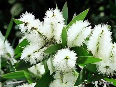 ​白千层——玉蝴蝶