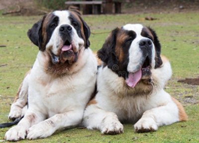 ​圣伯纳犬：憨厚暖男的“汪界哲学家”