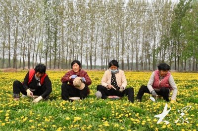 ​蒲公英每亩利润达8000元！鄄城县宋楼村发展中药材种植