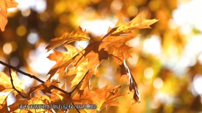 ​燃尽激情低声私语【经典钢琴曲】《秋日私语》克莱德曼