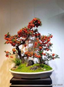 ​火棘，又叫救军粮，作为盆景素材备受青睐…