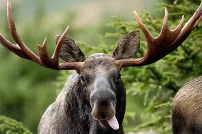 ​大兴安岭惊现＂森林之神＂！体重超千斤的犴达罕究竟有多厉害？