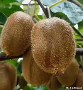 ​徐香猕猴桃的产地在哪里？徐香猕猴桃什么时候成熟？