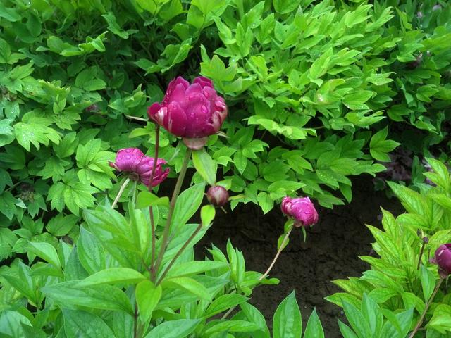 河南洛阳白马寺简介（游白马寺见证河洛文化）(21)