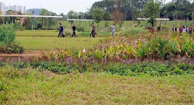 南宁园博园游玩路线（带你全方位欣赏南宁园博园美景）(24)