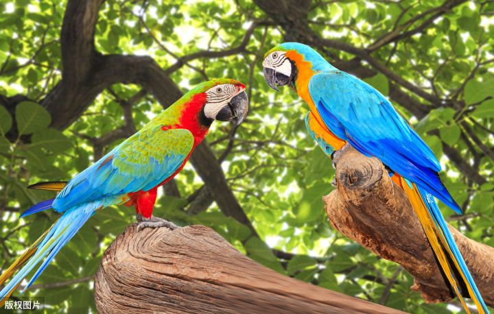 排名前10最粘人的鸟（鹦鹉黏人程度排行榜）