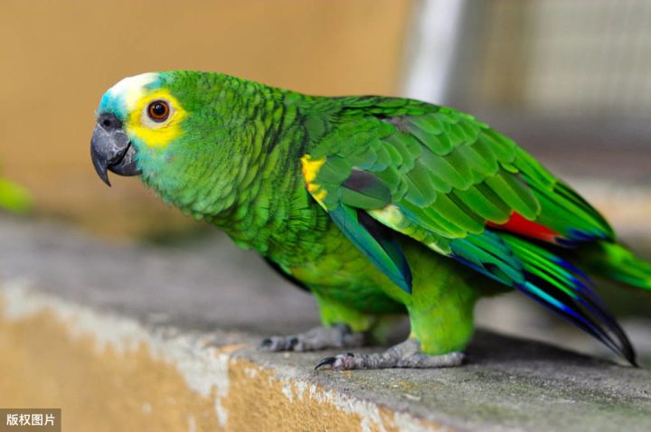 排名前10最粘人的鸟（鹦鹉黏人程度排行榜）