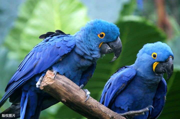 排名前10最粘人的鸟（鹦鹉黏人程度排行榜）