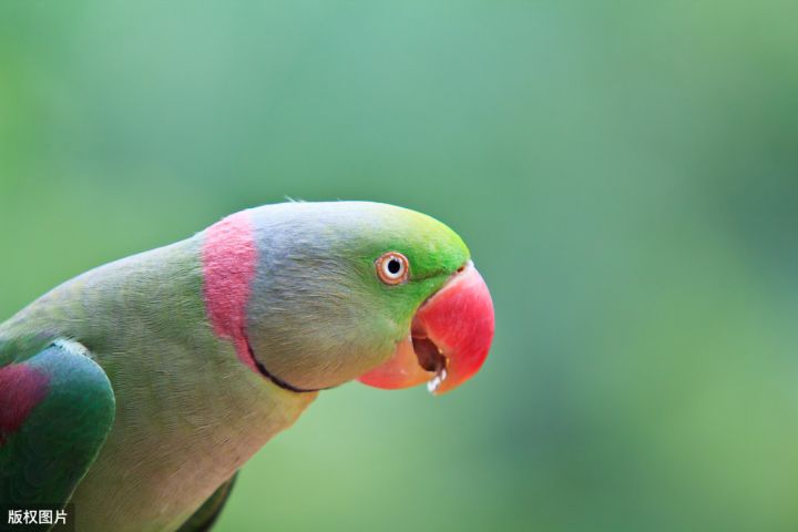 排名前10最粘人的鸟（鹦鹉黏人程度排行榜）