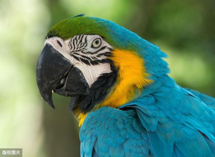 排名前10最粘人的鸟（鹦鹉黏人程度排行榜）