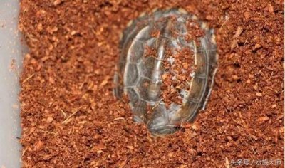 ​现在是冬天了，你是怎样给乌龟过冬的呢？