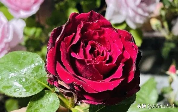 丰花月季哪些品种好（常见丰花月季品种一览）(22)