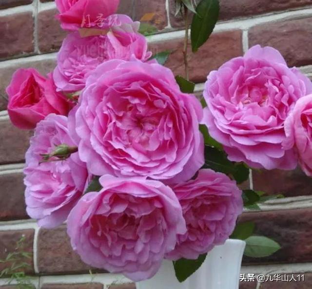 丰花月季哪些品种好（常见丰花月季品种一览）(27)