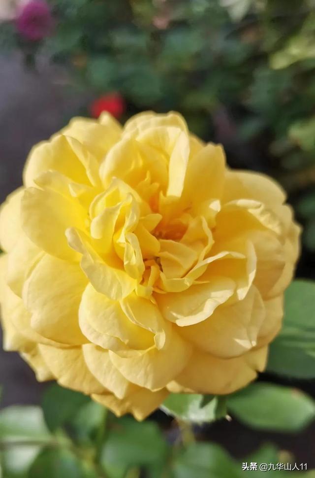 丰花月季哪些品种好（常见丰花月季品种一览）(43)