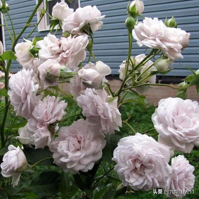 丰花月季哪些品种好（常见丰花月季品种一览）(4)