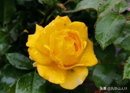 丰花月季哪些品种好（常见丰花月季品种一览）(42)