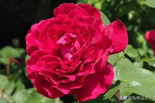 丰花月季哪些品种好（常见丰花月季品种一览）(19)