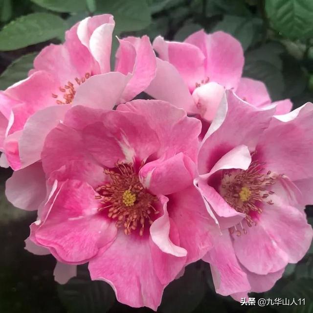 丰花月季哪些品种好（常见丰花月季品种一览）(9)