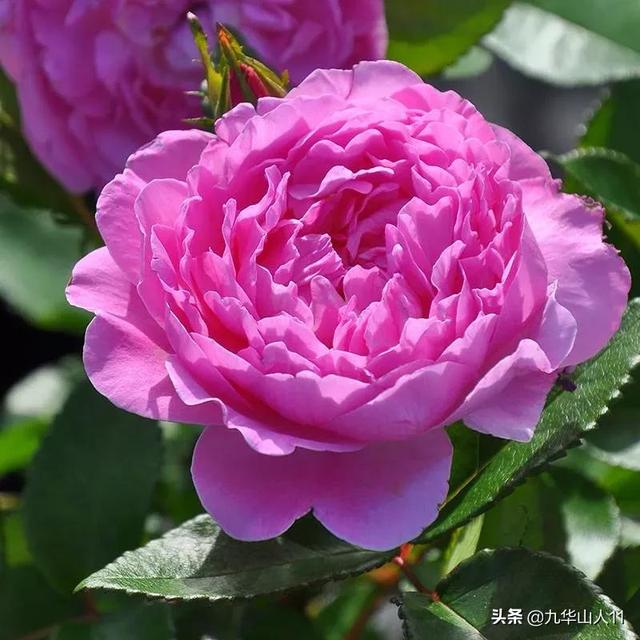 丰花月季哪些品种好（常见丰花月季品种一览）(26)