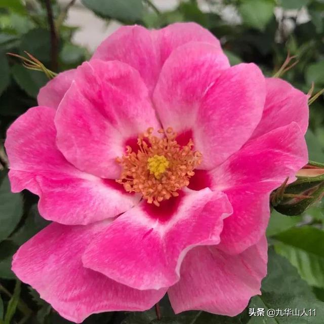 丰花月季哪些品种好（常见丰花月季品种一览）(8)