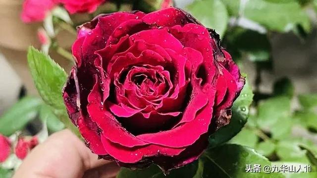 丰花月季哪些品种好（常见丰花月季品种一览）(23)