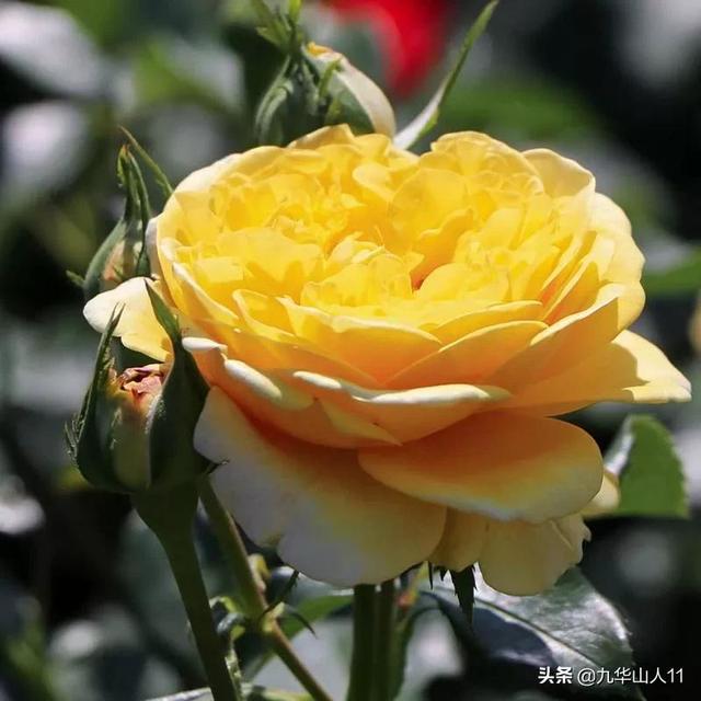 丰花月季哪些品种好（常见丰花月季品种一览）(38)