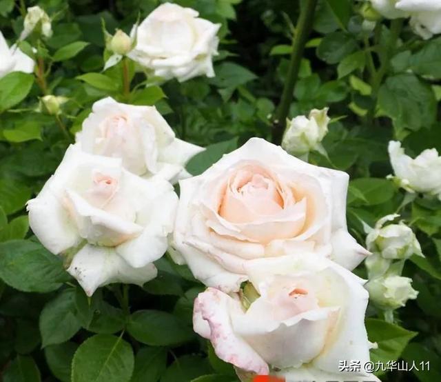 丰花月季哪些品种好（常见丰花月季品种一览）(35)