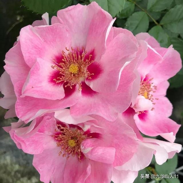 丰花月季哪些品种好（常见丰花月季品种一览）(11)