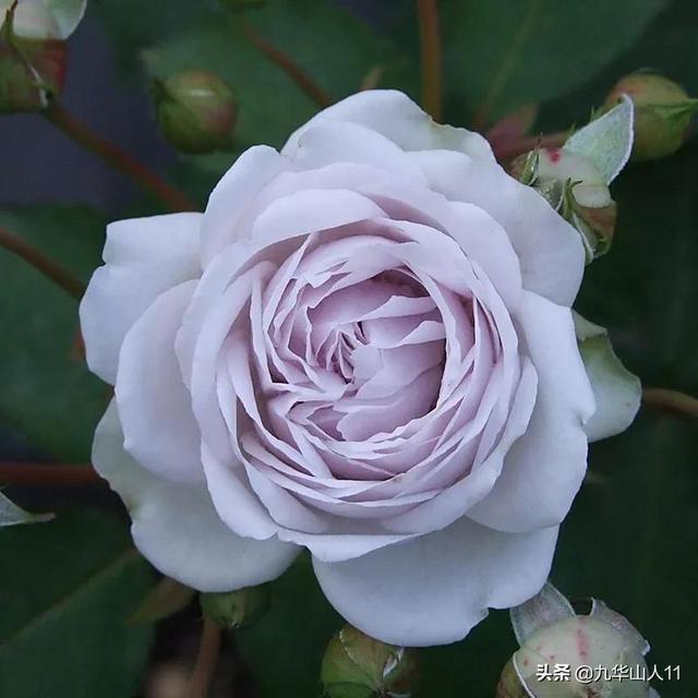 丰花月季哪些品种好（常见丰花月季品种一览）(2)