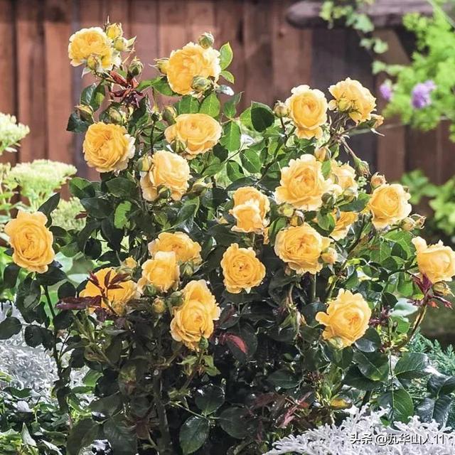 丰花月季哪些品种好（常见丰花月季品种一览）(45)