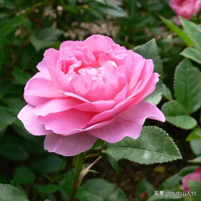 丰花月季哪些品种好（常见丰花月季品种一览）(28)