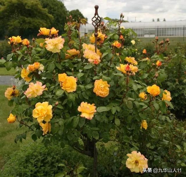 丰花月季哪些品种好（常见丰花月季品种一览）(25)