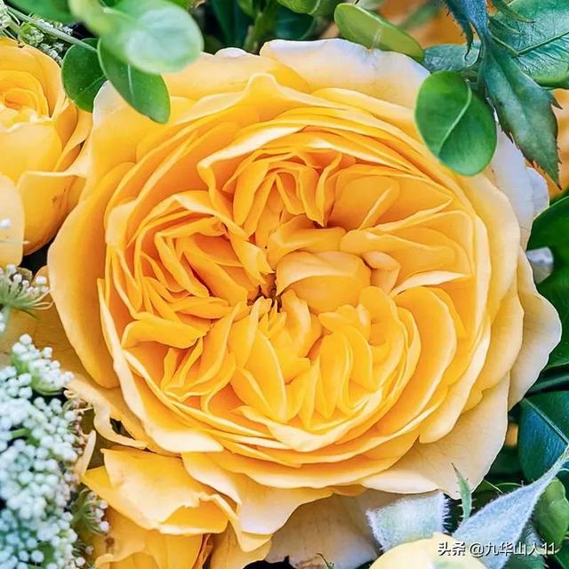 丰花月季哪些品种好（常见丰花月季品种一览）(40)