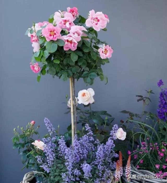 丰花月季哪些品种好（常见丰花月季品种一览）(12)
