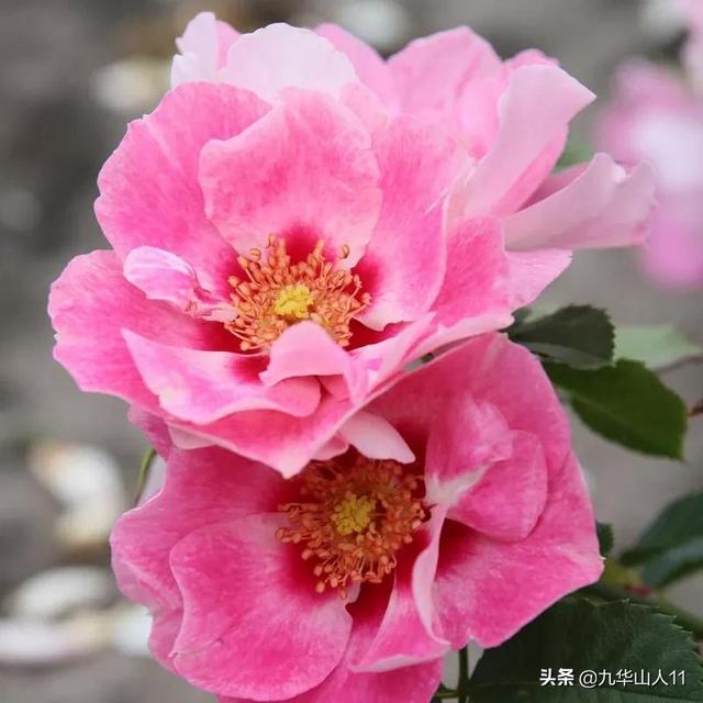 丰花月季哪些品种好（常见丰花月季品种一览）(10)